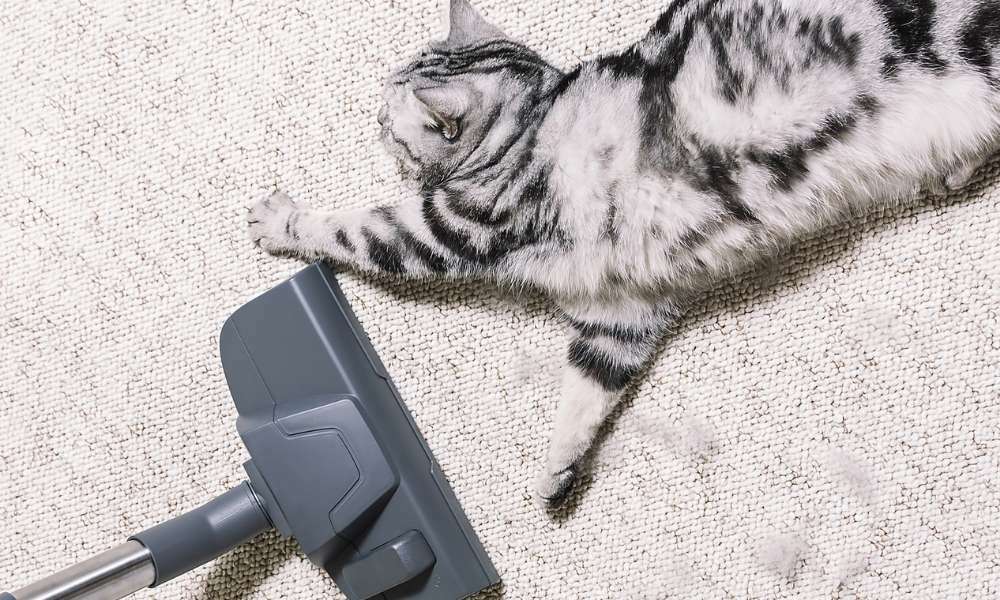 Spot Clean With A Carpet Cleaner Or Pet Enzyme Cleaner